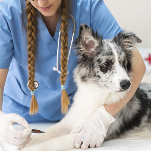 Veterinary Clinical Assistant